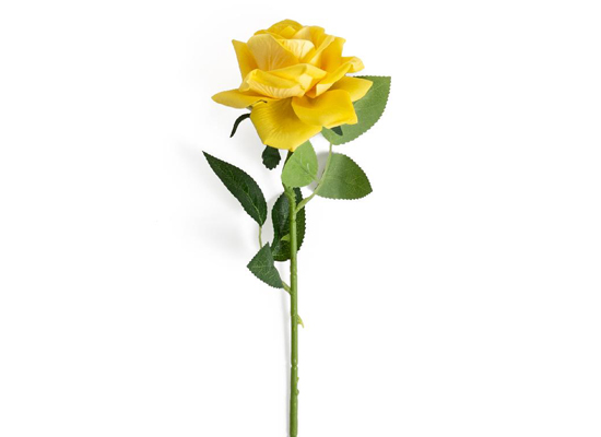 YELLOW ROSE